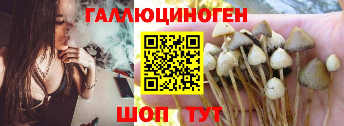 Галлюциногенные грибы Psilocybe Чапаевск